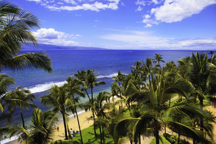 Hawaii Coastline with Palm Trees and Ocean