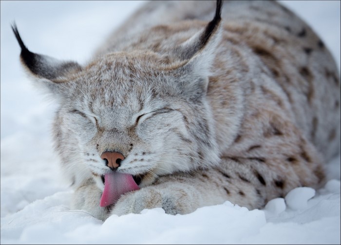 Lynx licking its paw in the snow