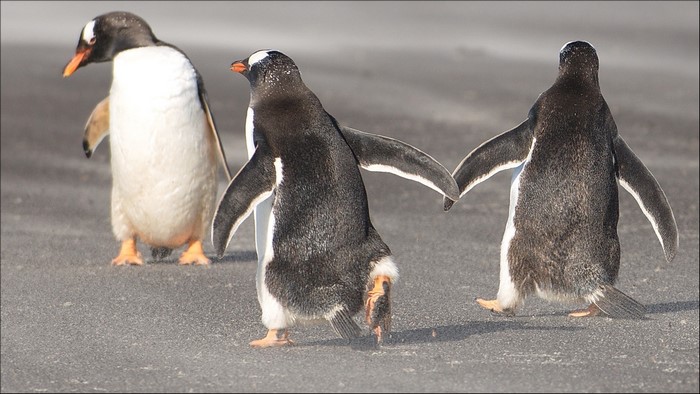 Three penguins walking on a sandy beach