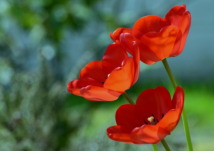 Three red tulips in close-up
