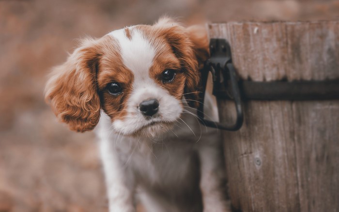 Puppy of King Charles Spaniel near a wooden bucket