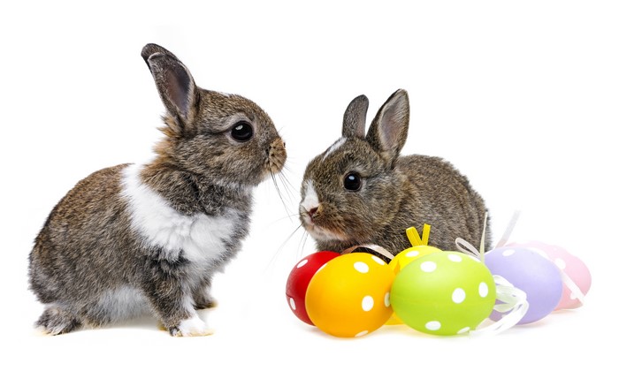 Two baby rabbits with Easter eggs