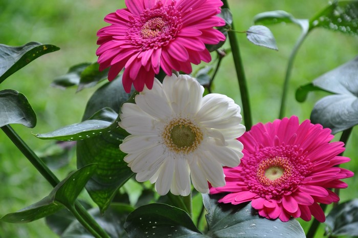 Pink and white Gerbera daisies with green leaves