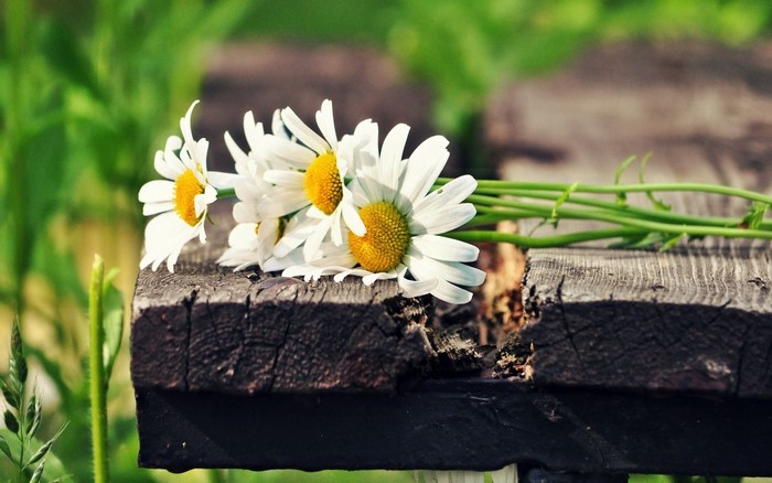 Chamomile flowers on weathered wooden planks
