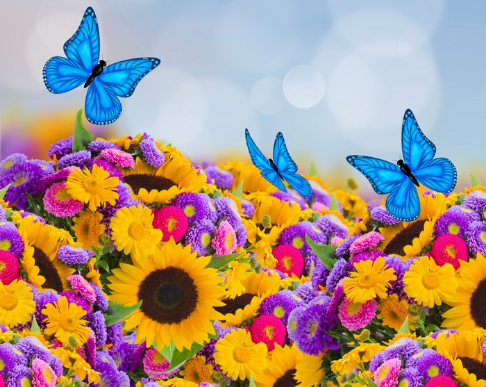 Blue Butterflies over Asters and Sunflowers