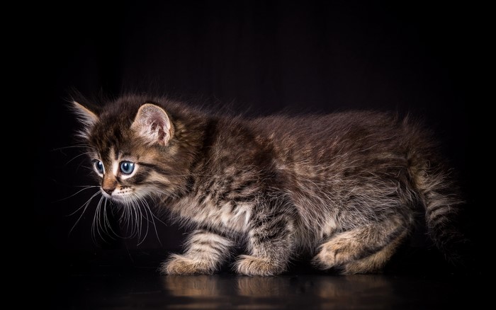 A fluffy tabby kitten with blue eyes on a black background