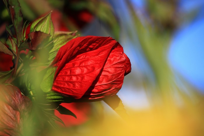 Red flower bud with green leaves