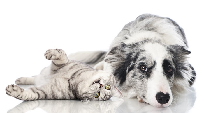 Cat and Border Collie Dog