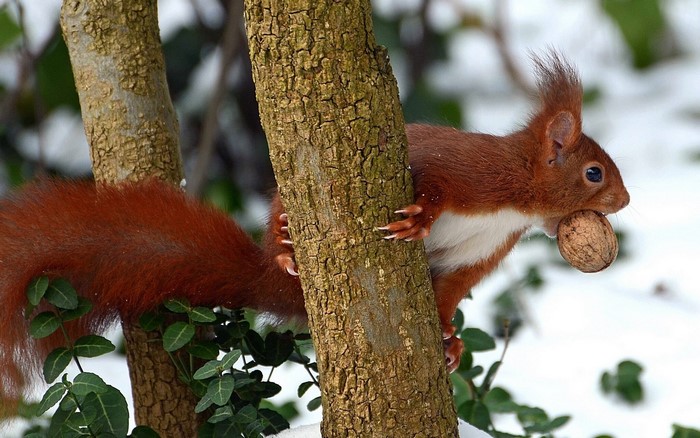 Red Squirrel Climbing Tree with Nut