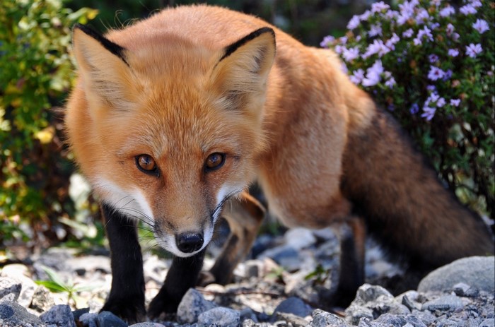 Red fox with black legs and bushy tail