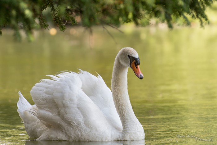 White Swan on a Lake