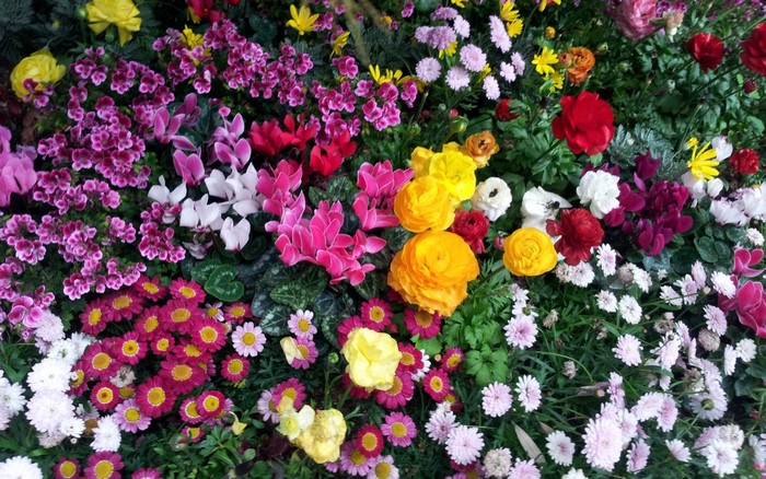 A vibrant display of various blooming flowers