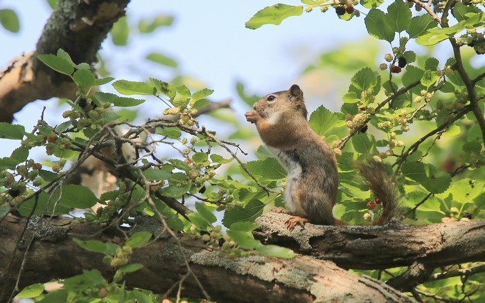 Squirrel eating berries on a tree branch