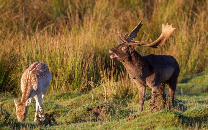Fallow deer stag roaring in a field with a doe grazing