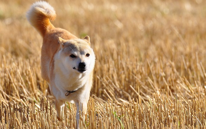 Shiba Inu dog in a dry field