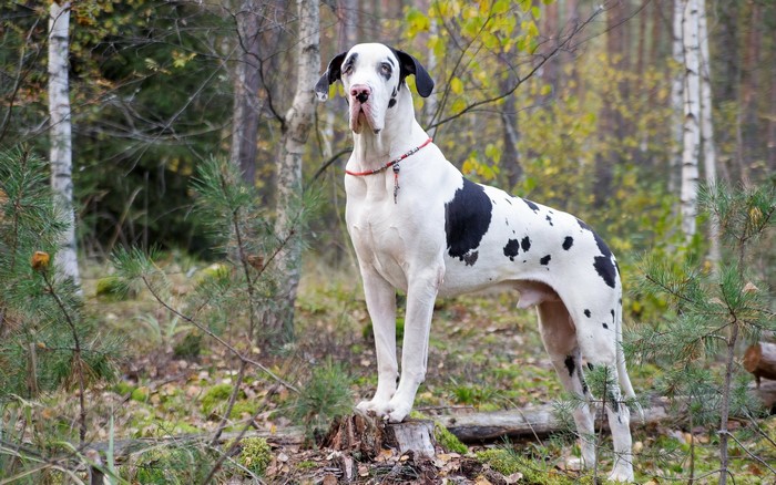 Harlequin Great Dane standing in a forest