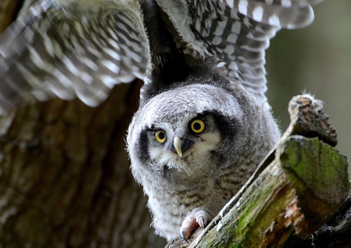 Northern Hawk Owl perched on a branch
