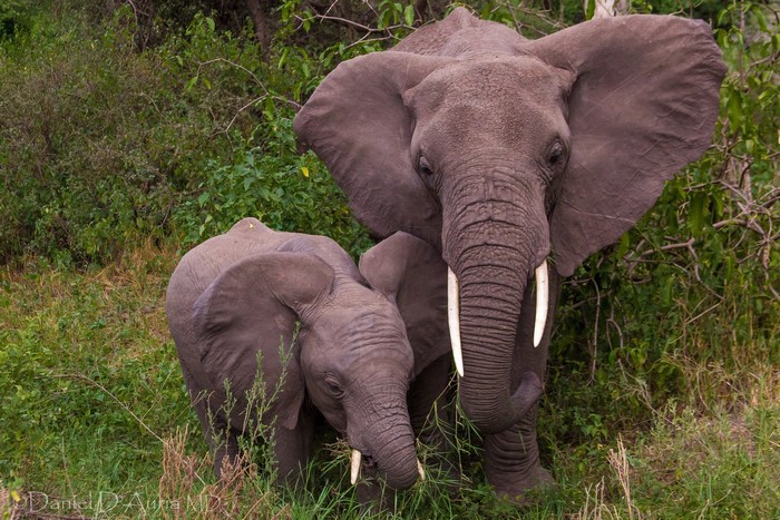 Two elephants, one adult and one young, in a grassy area