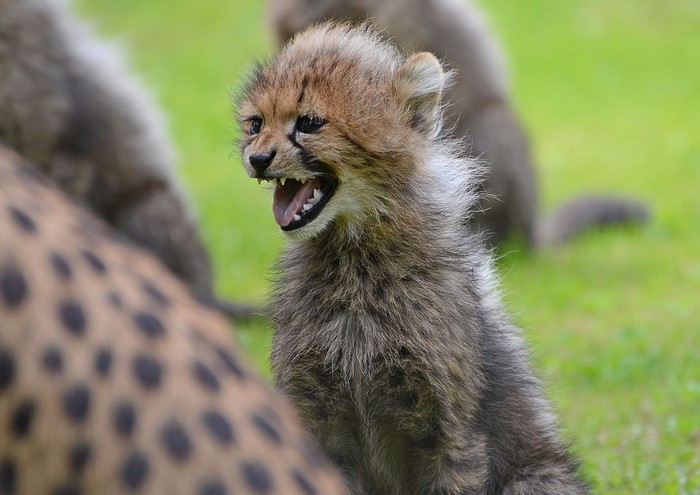 Cheetah Cubs Playing in the Grass