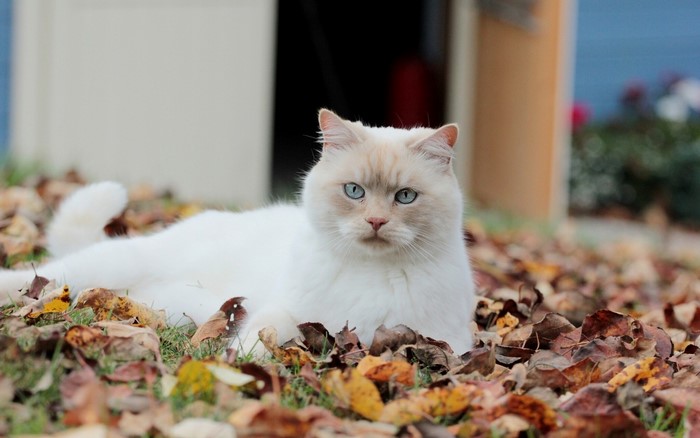White cat with blue eyes lying in autumn foliage