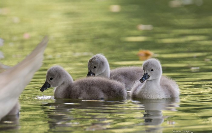 Three baby swans swimming in green water