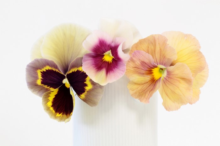 4K Pansies Closeup