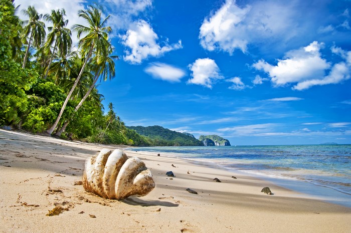 Tropical Beach with Shell and Palm Trees 4K