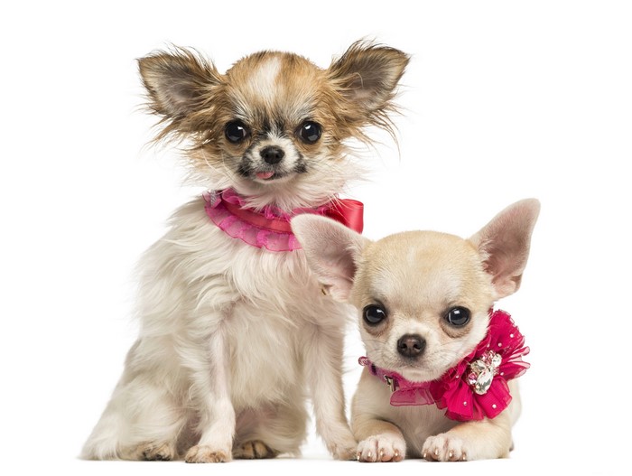 Two Chihuahuas wearing collars