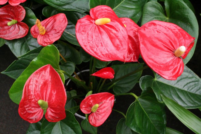Red Anthurium flowers with green leaves