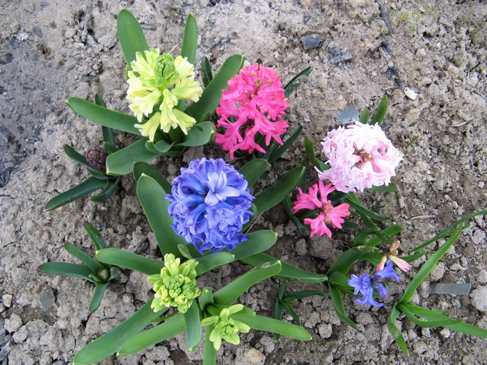 Hyacinths in bloom
