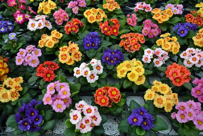 4K Primula Flowers