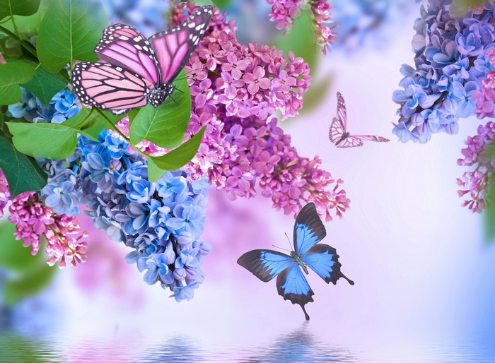4K Lilac and Butterflies