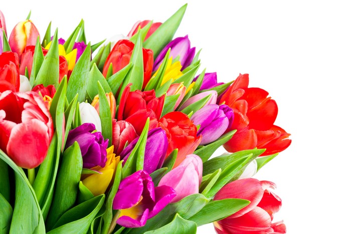 4K Tulips