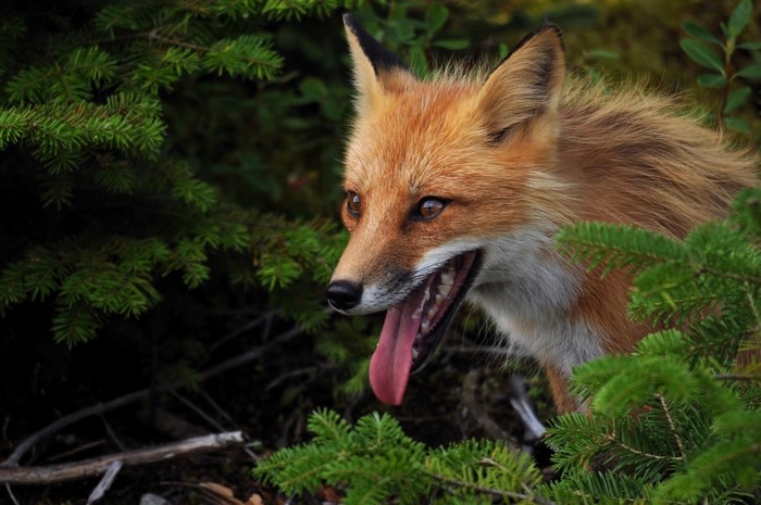 Red fox with tongue out in green forest
