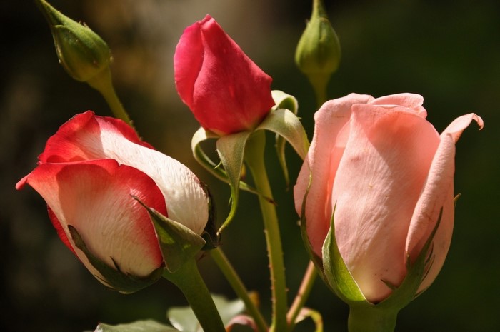 Three rose buds, one pink, one red, one white and red