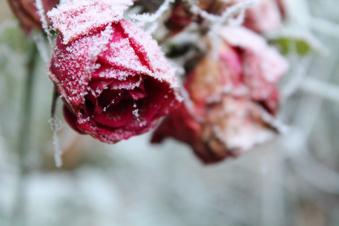 Roses covered in frost