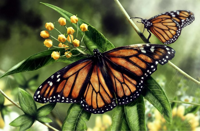 Two Monarch Butterflies on a Plant with Yellow Flowers