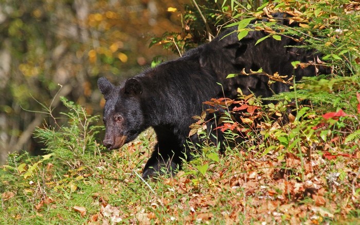 Black bear walking through foliage in autumn