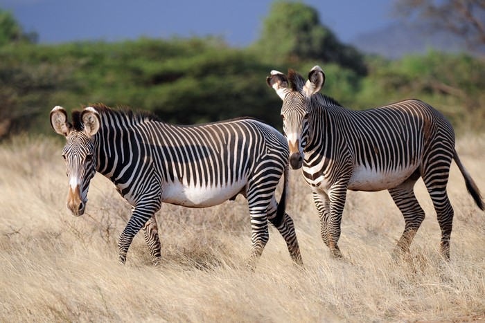 Two zebras in a grassy field