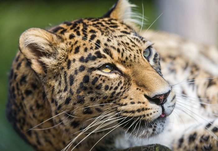 Leopard with spotted fur and whiskers