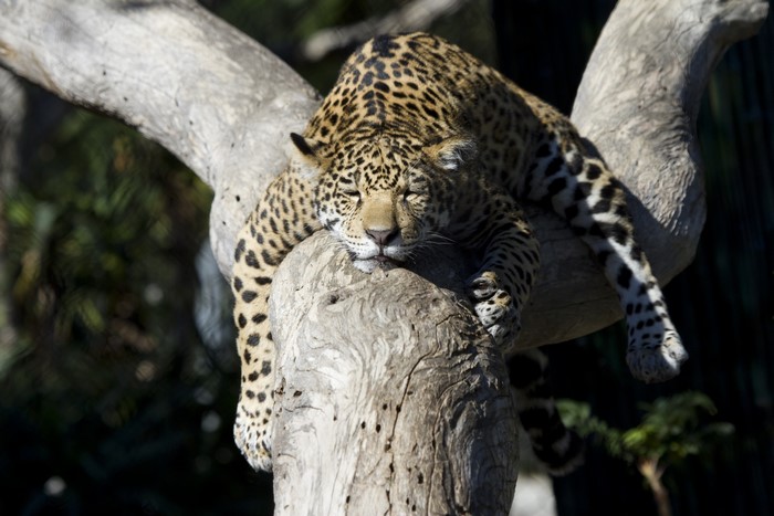 Jaguar sleeping on a tree trunk