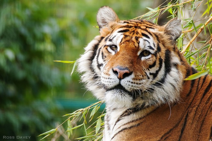 Tiger resting among bamboo stalks