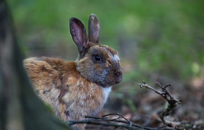 Brown rabbit in a forest