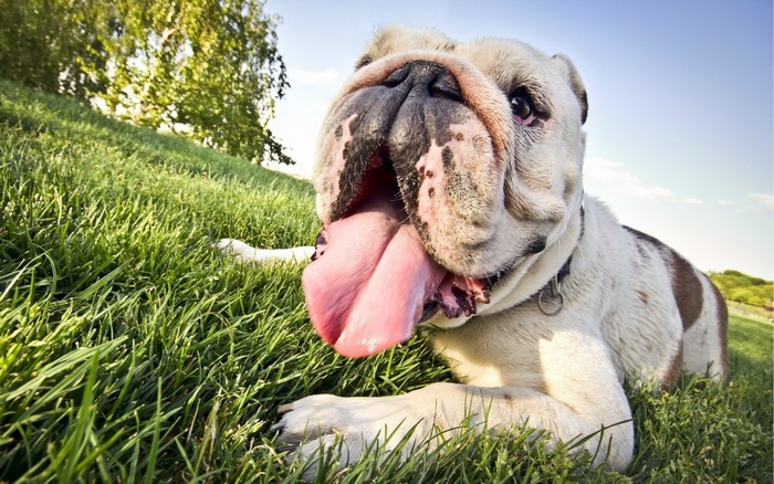 Bulldog lying in green grass with tongue out