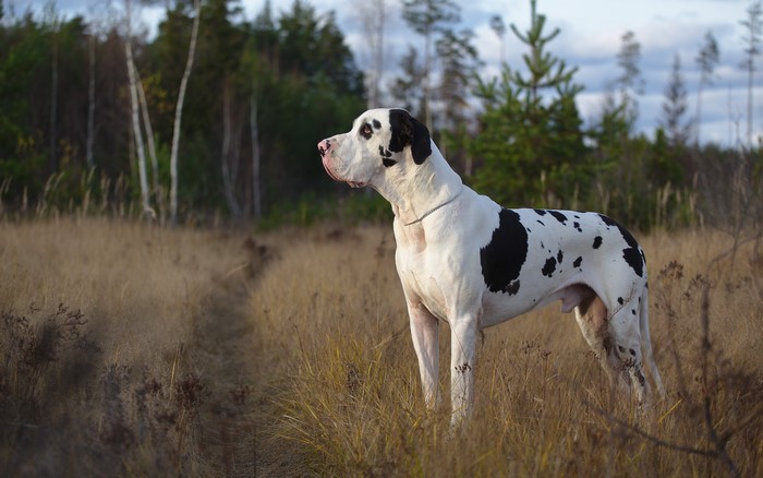 Harlequin Great Dane standing in a field