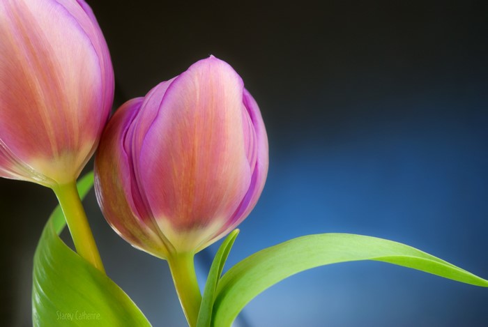 Two pink and purple tulips with green leaves