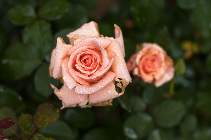 Two pink roses with water droplets