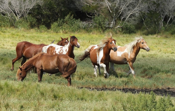 A herd of wild horses grazing in a grassy field