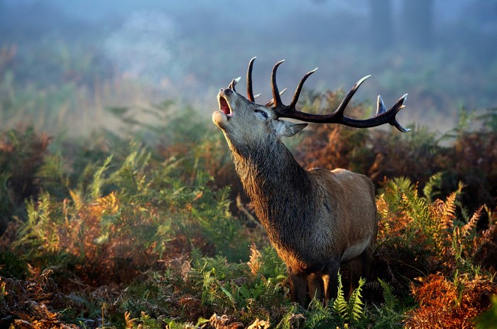 Deer with large antlers roaring in a misty forest