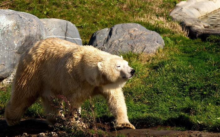 Polar bear walking on grassy hill with rocks